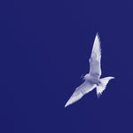 Karine Polwart with Pippa Murphy: Seek the Light (Hudson) Karine Polwart with Pippa Murphy: Seek the Light (Hudson)