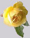 Yellow Rose